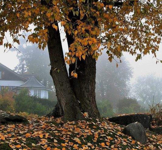 Autumn day - get ready for cooler weather with warmer home decor