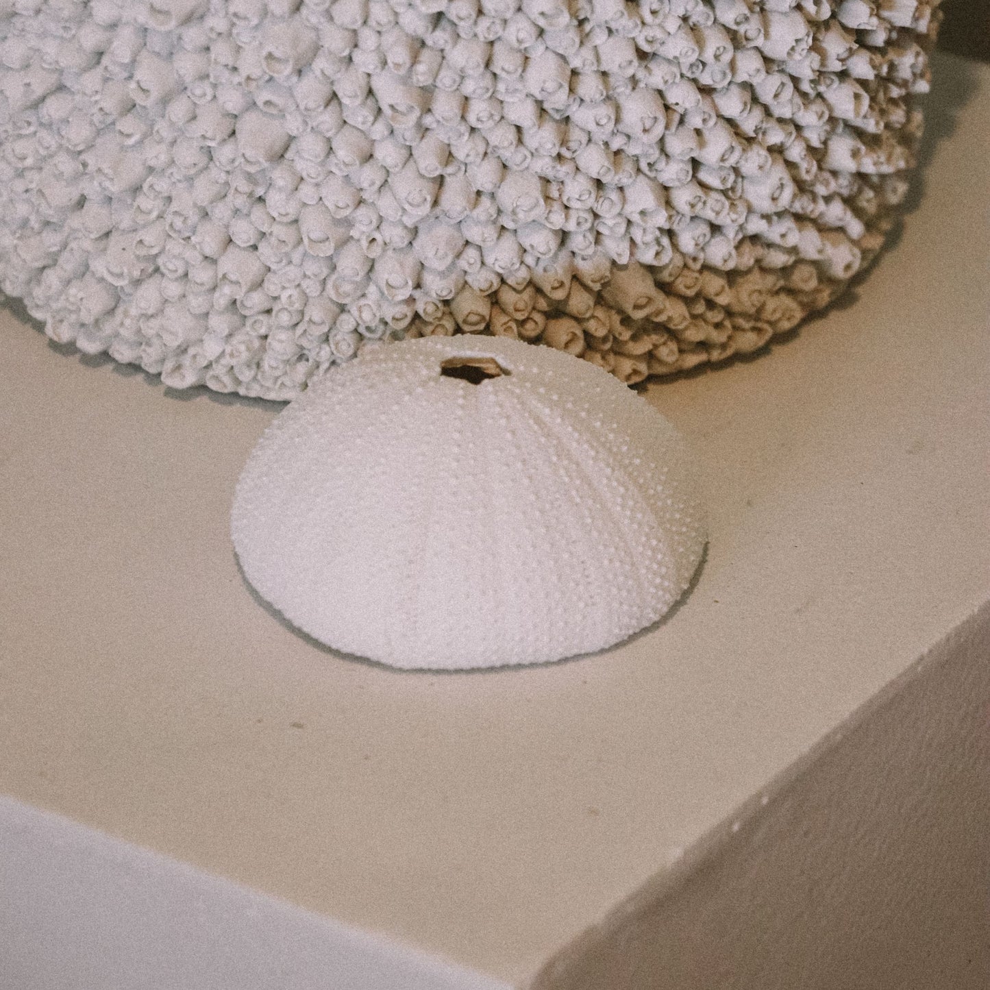 Susie White Sea Urchin
