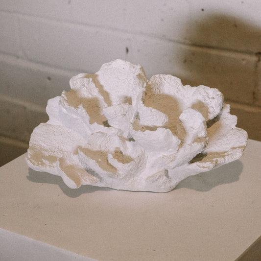 Laguna White Coral
