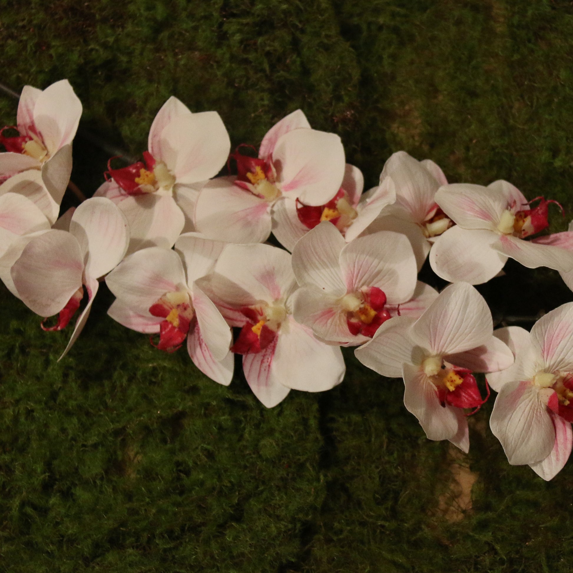 Orchid in hanging cloche - adorned-interiors