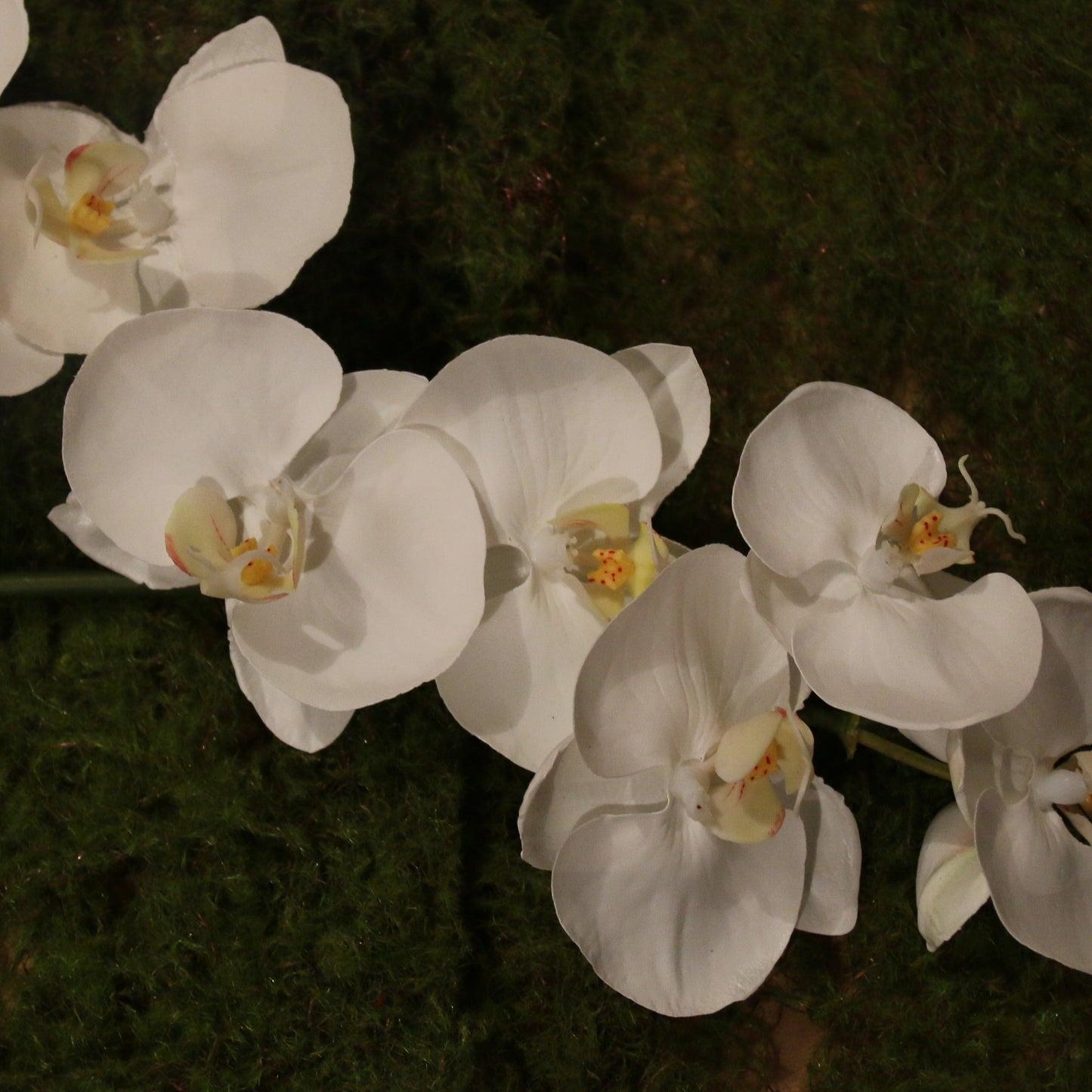 Orchid in hanging cloche - adorned-interiors