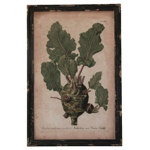 Framed print Leafy vegetable - adorned-interiors